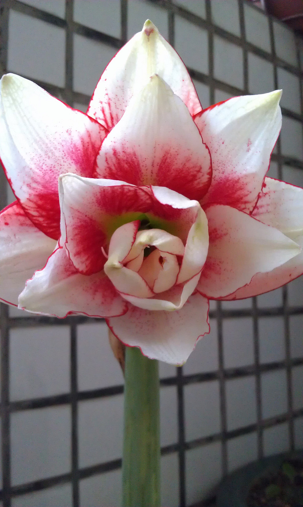 «ö¦¹¦b·sµøµ¡ÂsÄý¹Ï¤ù