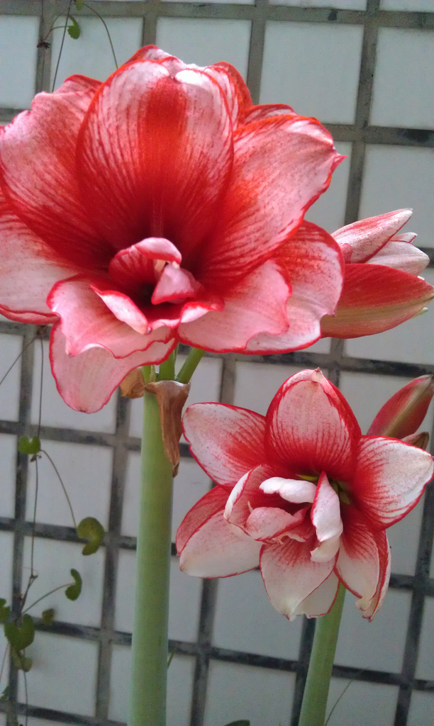 «ö¦¹¦b·sµøµ¡ÂsÄý¹Ï¤ù