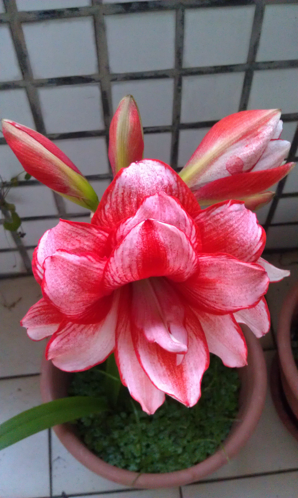 «ö¦¹¦b·sµøµ¡ÂsÄý¹Ï¤ù