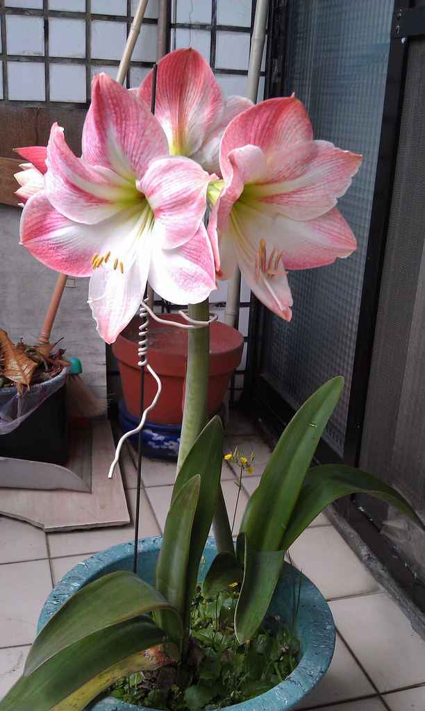 «ö¦¹¦b·sµøµ¡ÂsÄý¹Ï¤ù