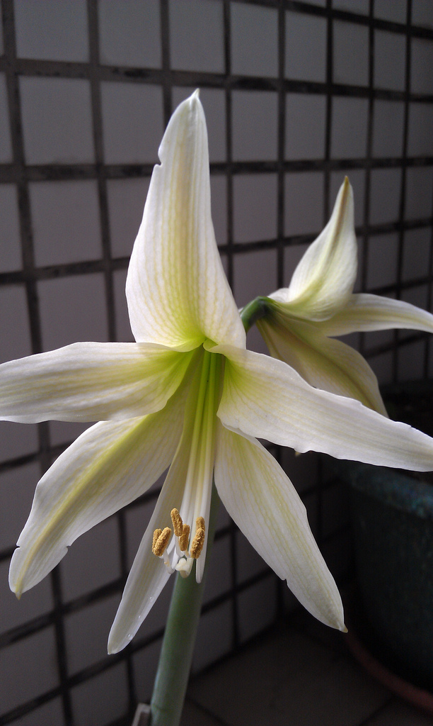 «ö¦¹¦b·sµøµ¡ÂsÄý¹Ï¤ù