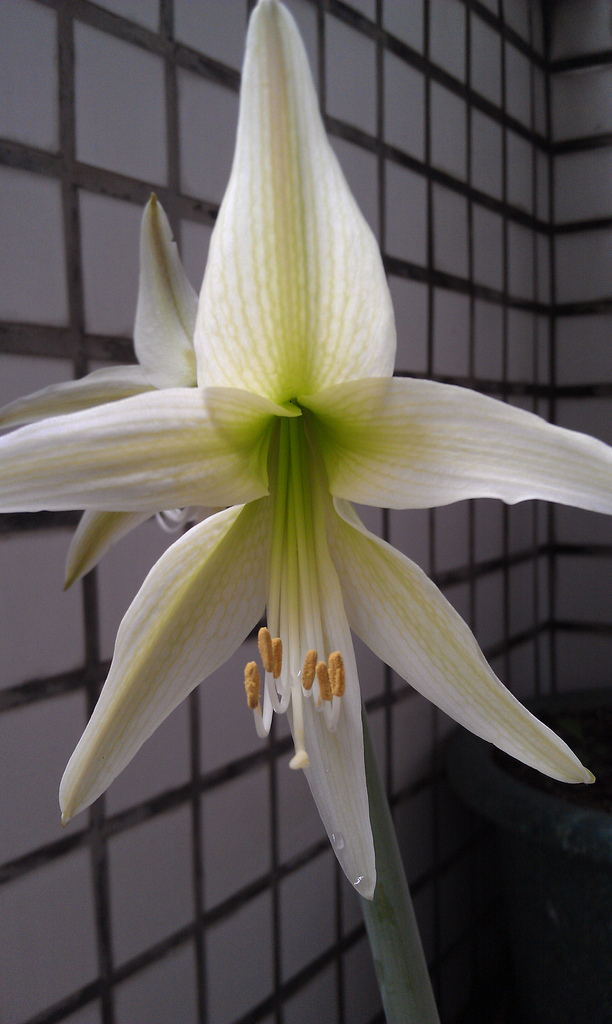 «ö¦¹¦b·sµøµ¡ÂsÄý¹Ï¤ù