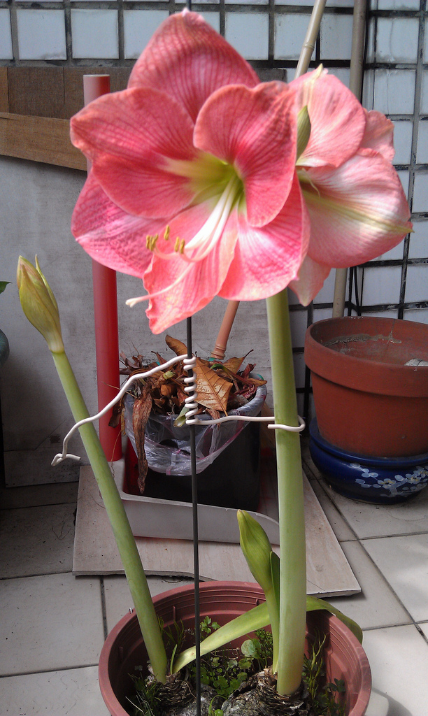 «ö¦¹¦b·sµøµ¡ÂsÄý¹Ï¤ù