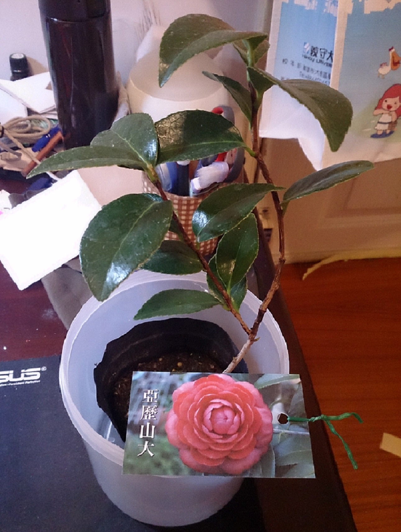 «ö¦¹¦b·sµøµ¡ÂsÄý¹Ï¤ù