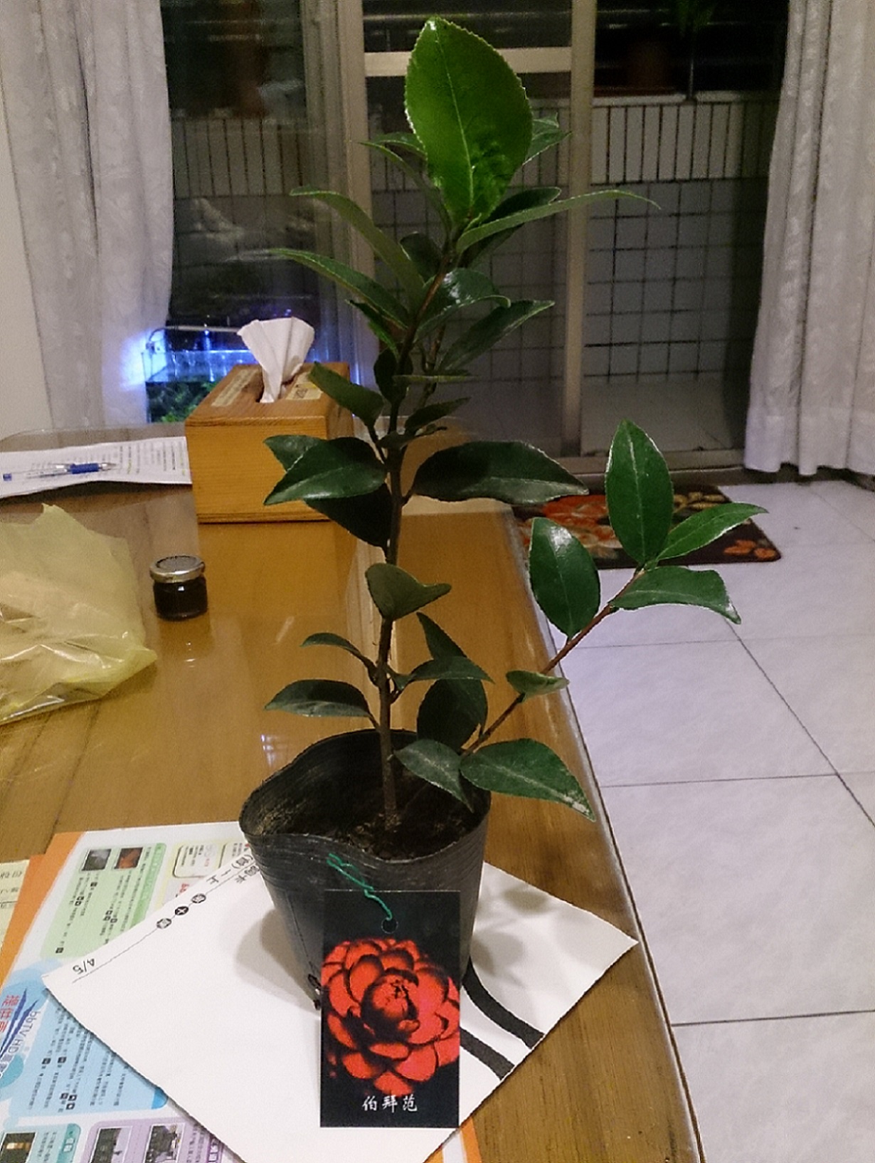 «ö¦¹¦b·sµøµ¡ÂsÄý¹Ï¤ù