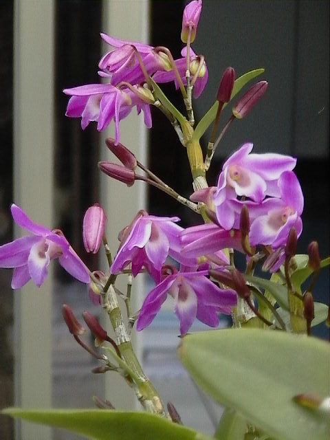 «ö¦¹¦b·sµøµ¡ÂsÄý¹Ï¤ù