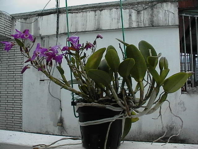 «ö¦¹¦b·sµøµ¡ÂsÄý¹Ï¤ù