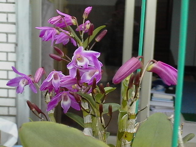 «ö¦¹¦b·sµøµ¡ÂsÄý¹Ï¤ù