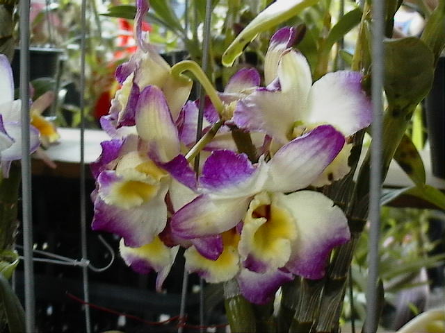 «ö¦¹¦b·sµøµ¡ÂsÄý¹Ï¤ù