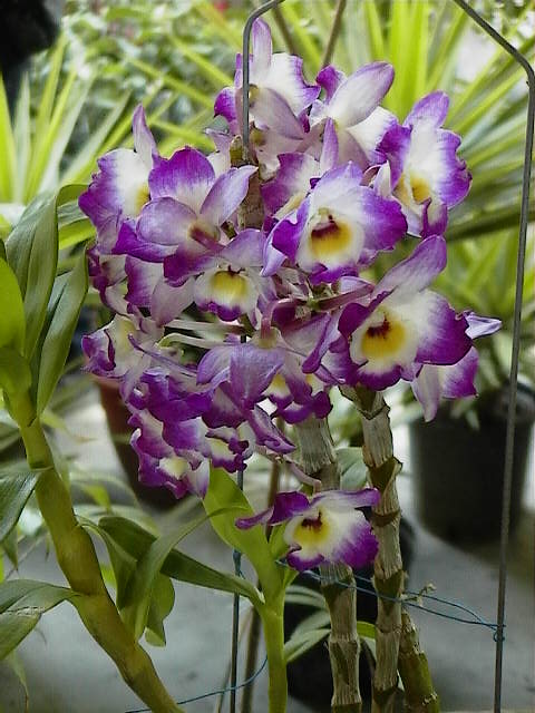 «ö¦¹¦b·sµøµ¡ÂsÄý¹Ï¤ù