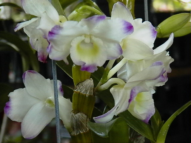 «ö¦¹¦b·sµøµ¡ÂsÄý¹Ï¤ù