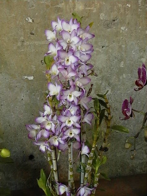 «ö¦¹¦b·sµøµ¡ÂsÄý¹Ï¤ù