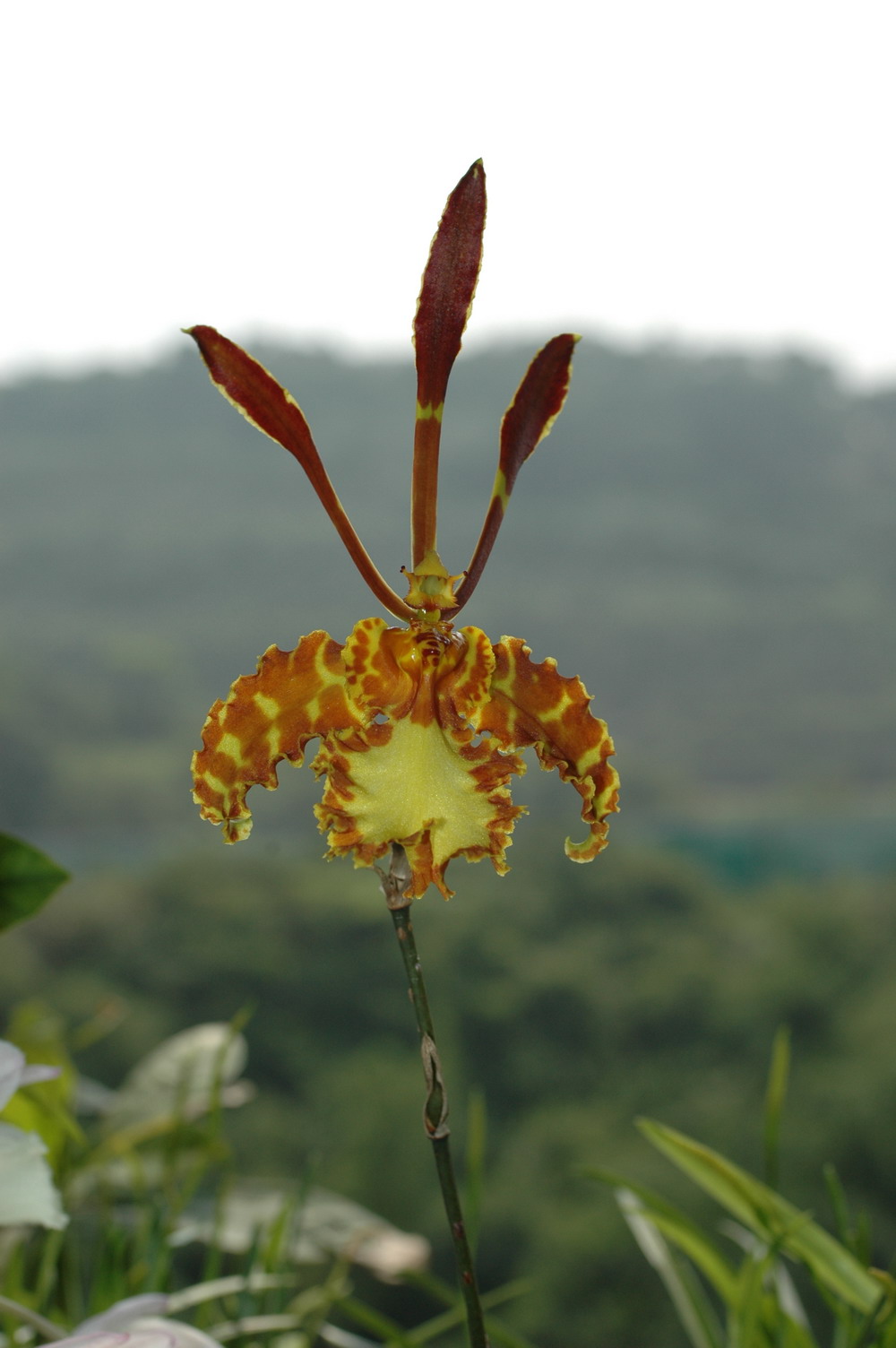 «ö¦¹¦b·sµøµ¡ÂsÄý¹Ï¤ù