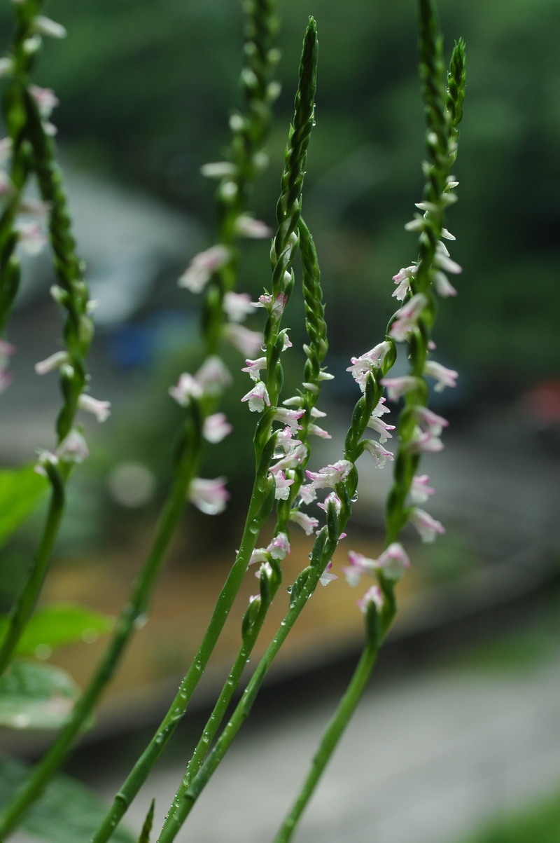 «ö¦¹¦b·sµøµ¡ÂsÄý¹Ï¤ù