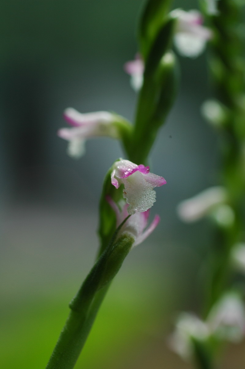 «ö¦¹¦b·sµøµ¡ÂsÄý¹Ï¤ù