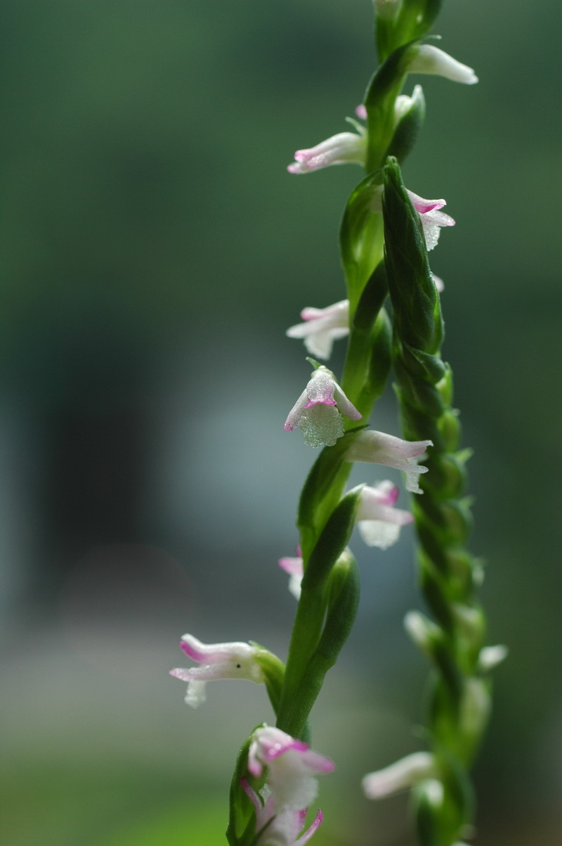 «ö¦¹¦b·sµøµ¡ÂsÄý¹Ï¤ù