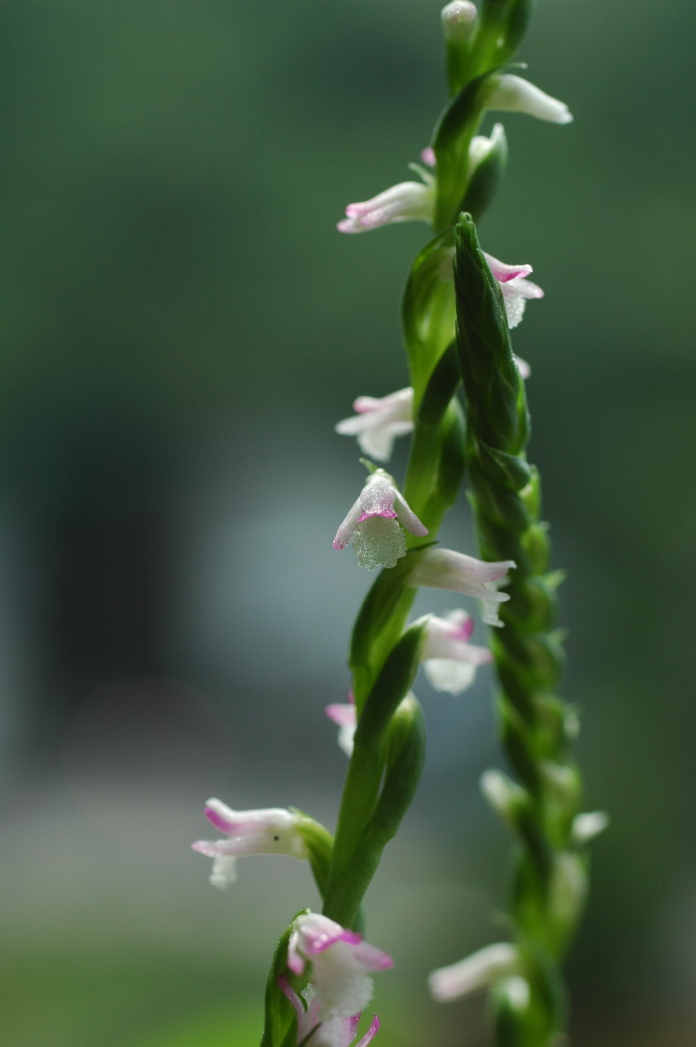 «ö¦¹¦b·sµøµ¡ÂsÄý¹Ï¤ù