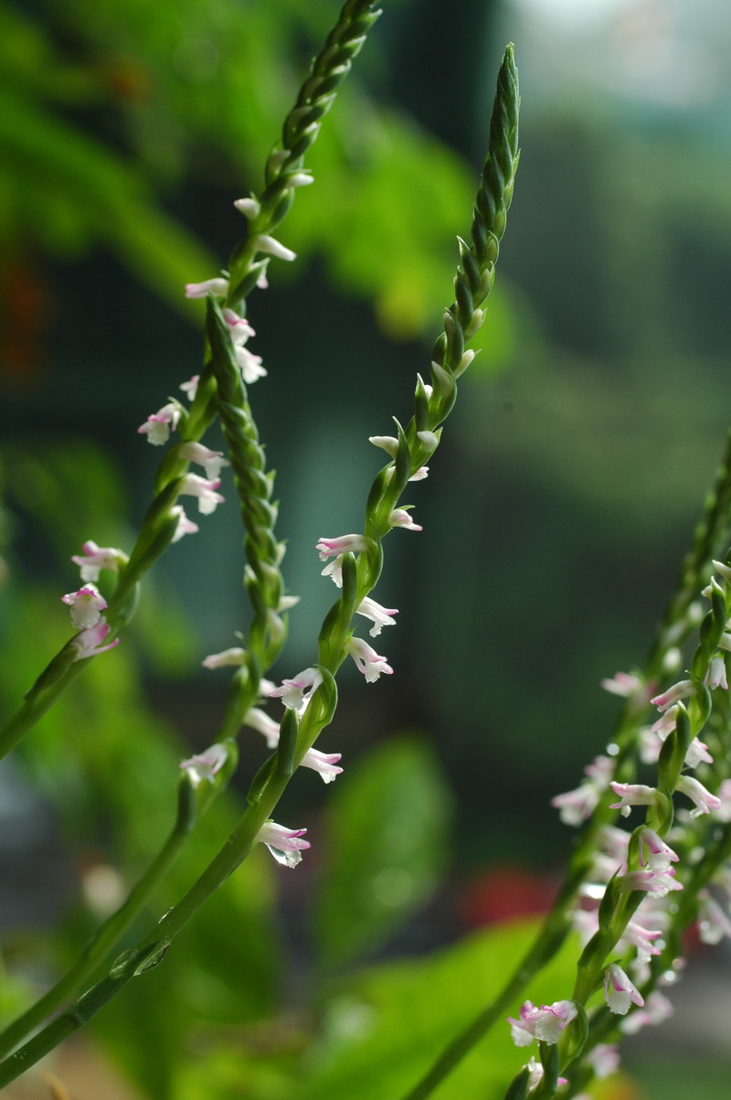 «ö¦¹¦b·sµøµ¡ÂsÄý¹Ï¤ù