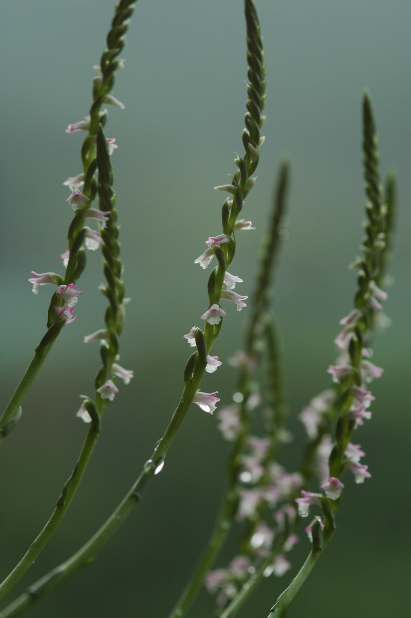 «ö¦¹¦b·sµøµ¡ÂsÄý¹Ï¤ù