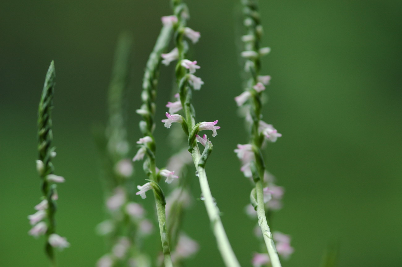 «ö¦¹¦b·sµøµ¡ÂsÄý¹Ï¤ù