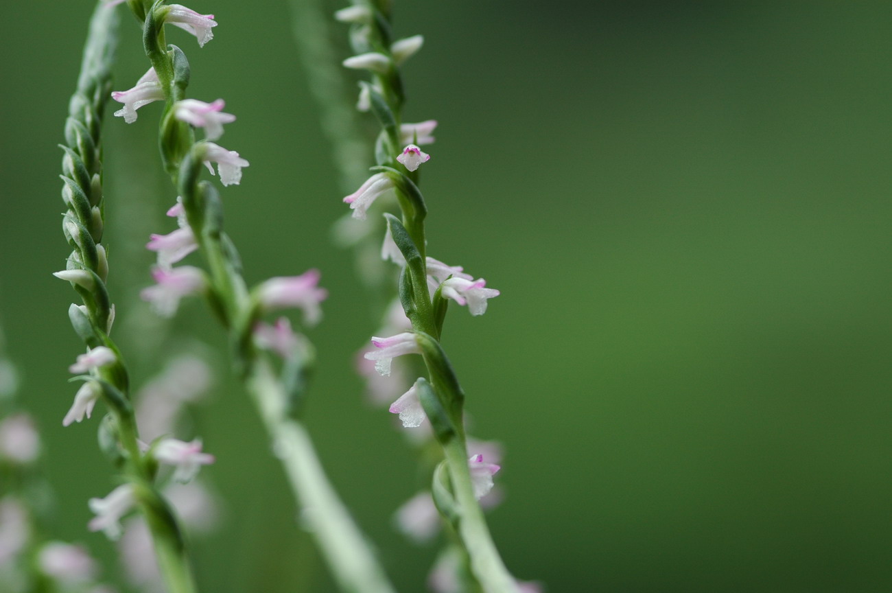 «ö¦¹¦b·sµøµ¡ÂsÄý¹Ï¤ù