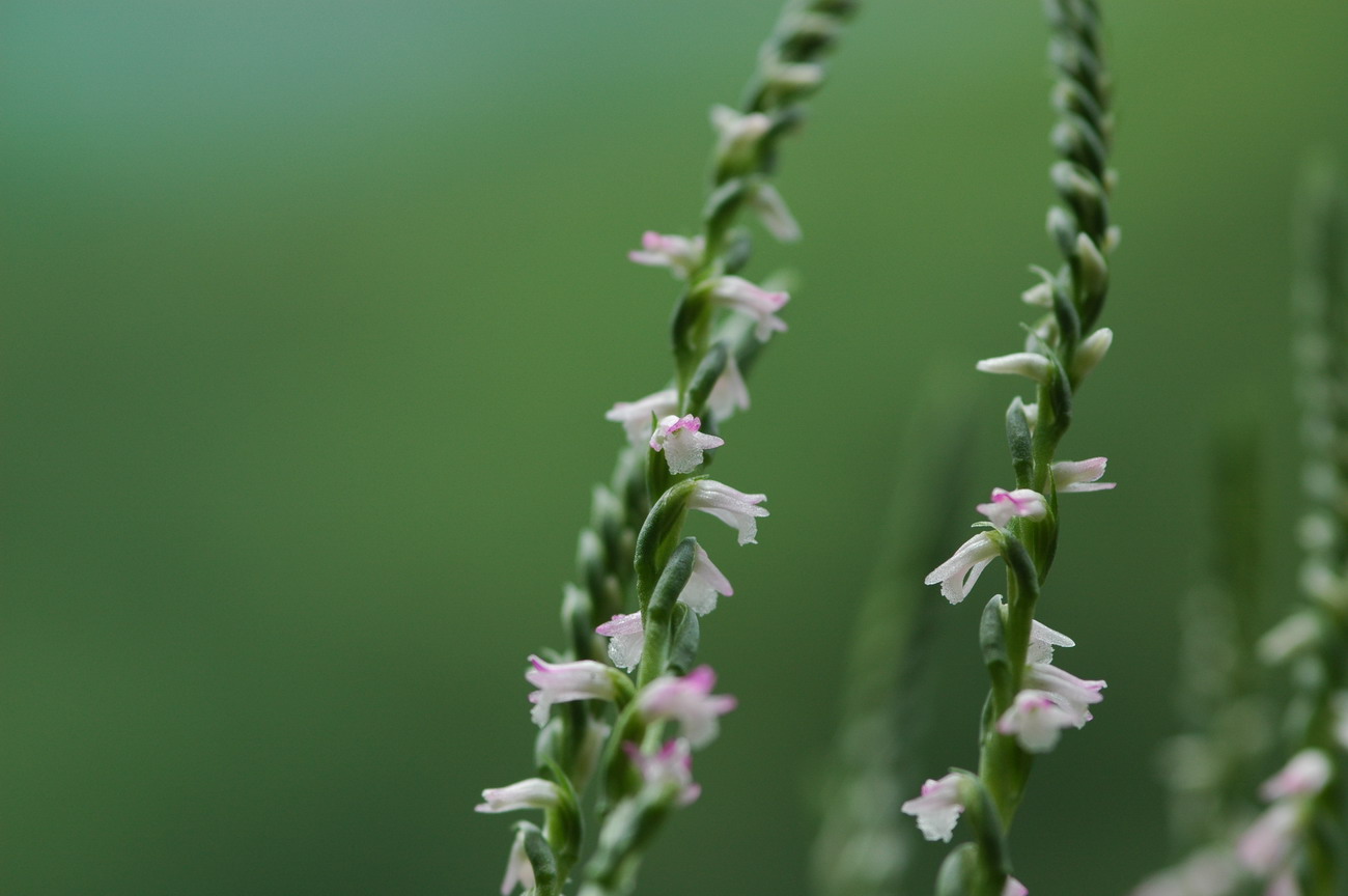 «ö¦¹¦b·sµøµ¡ÂsÄý¹Ï¤ù