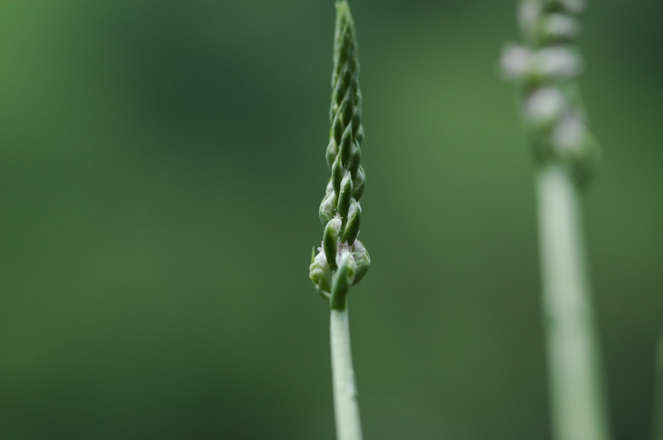 «ö¦¹¦b·sµøµ¡ÂsÄý¹Ï¤ù