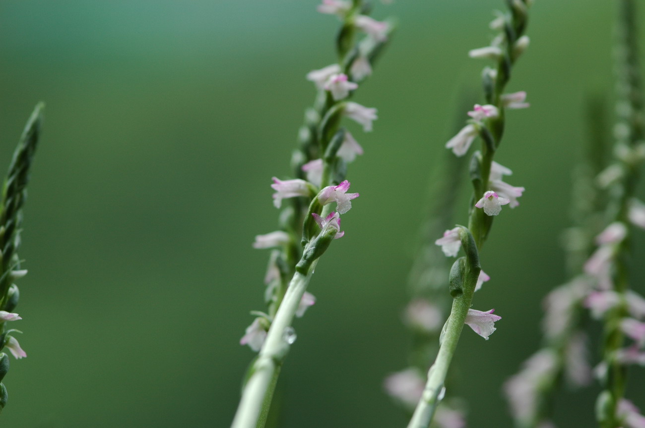 «ö¦¹¦b·sµøµ¡ÂsÄý¹Ï¤ù