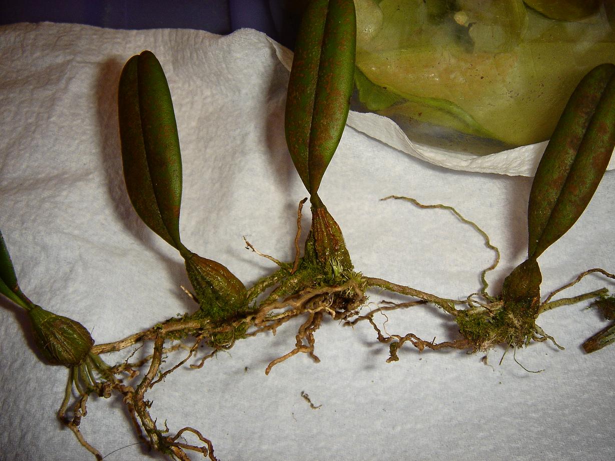 «ö¦¹¦b·sµøµ¡ÂsÄý¹Ï¤ù