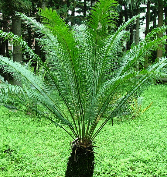 按此在新視窗瀏覽圖片