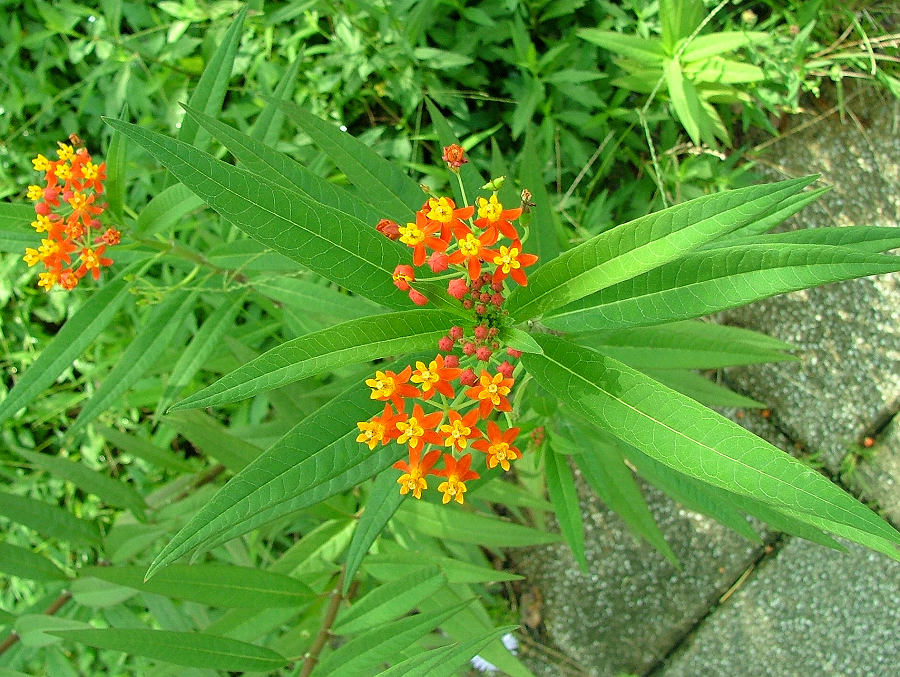 «ö¦¹¦b·sµøµ¡ÂsÄý¹Ï¤ù