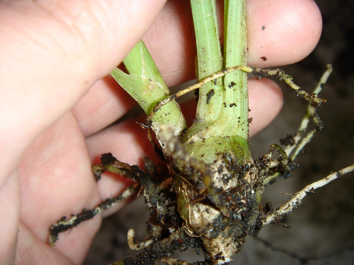 «ö¦¹¦b·sµøµ¡ÂsÄý¹Ï¤ù