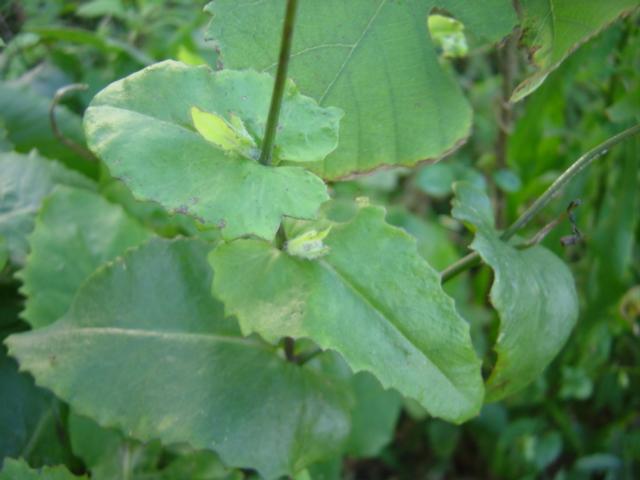 按此在新視窗瀏覽圖片