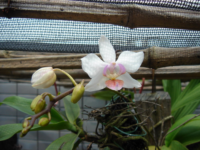 «ö¦¹¦b·sµøµ¡ÂsÄý¹Ï¤ù