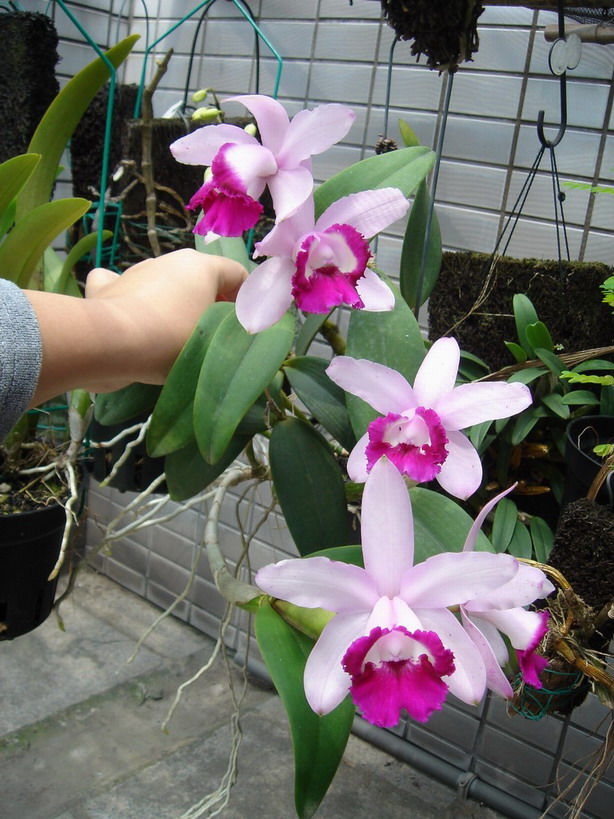 «ö¦¹¦b·sµøµ¡ÂsÄý¹Ï¤ù