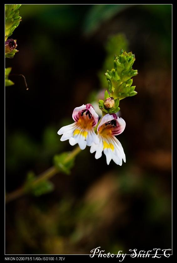 «ö¦¹¦b·sµøµ¡ÂsÄý¹Ï¤ù