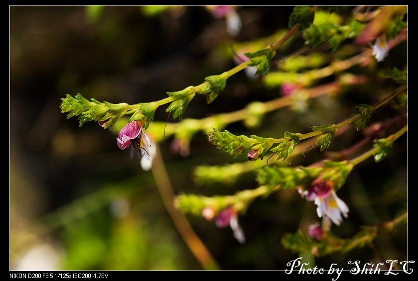 «ö¦¹¦b·sµøµ¡ÂsÄý¹Ï¤ù