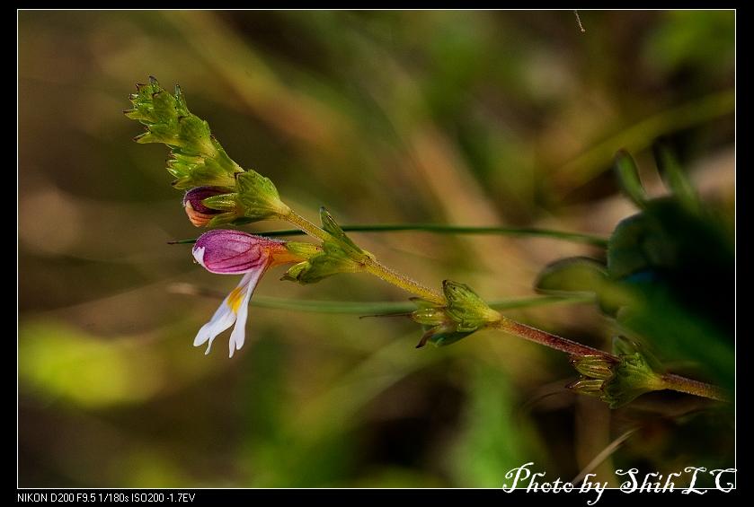 «ö¦¹¦b·sµøµ¡ÂsÄý¹Ï¤ù