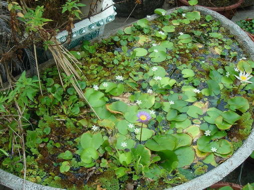 按此在新視窗瀏覽圖片