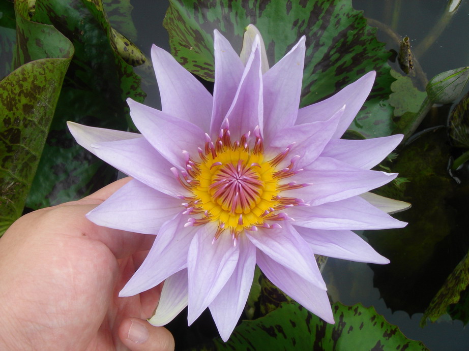 按此在新視窗瀏覽圖片