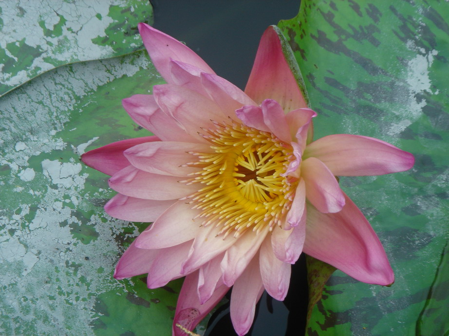 按此在新視窗瀏覽圖片