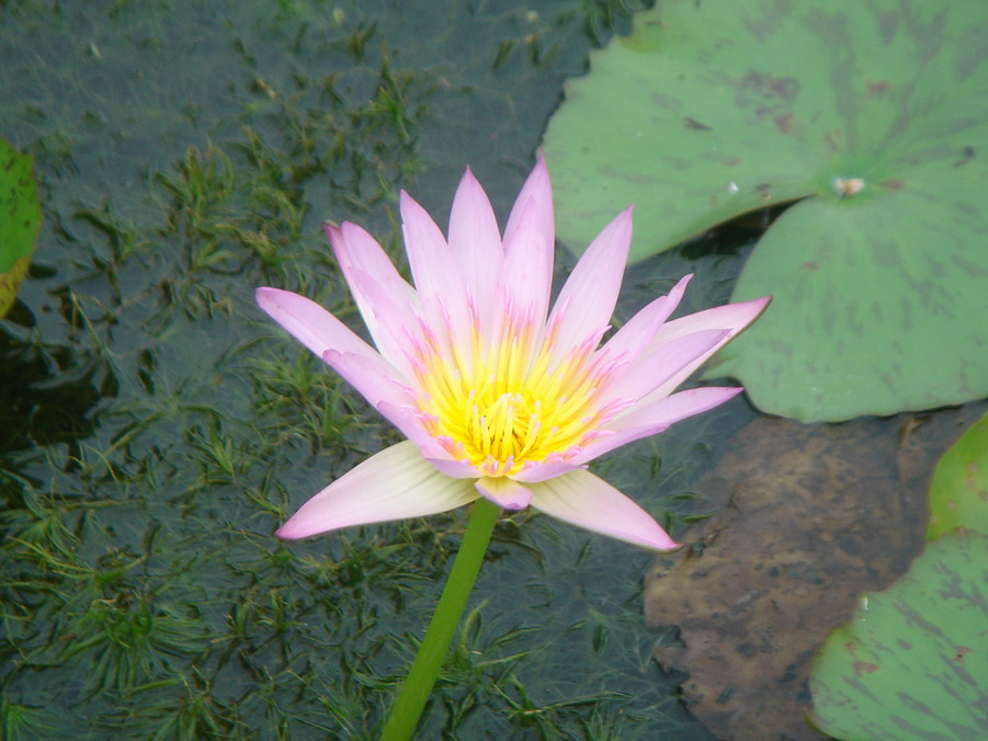 按此在新視窗瀏覽圖片