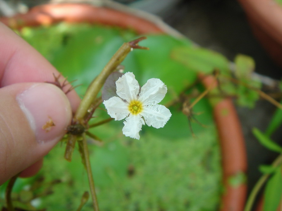 «ö¦¹¦b·sµøµ¡ÂsÄý¹Ï¤ù