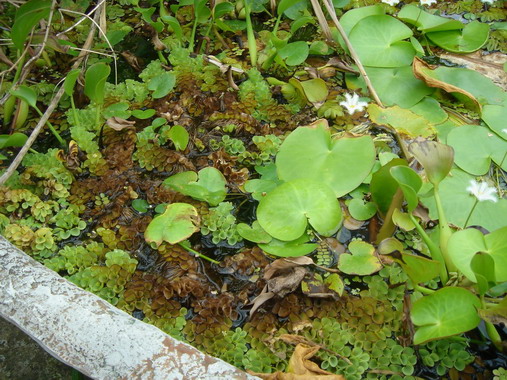 «ö¦¹¦b·sµøµ¡ÂsÄý¹Ï¤ù