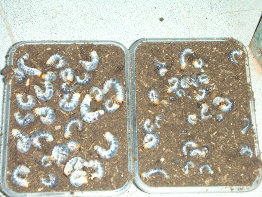 «ö¦¹¦b·sµøµ¡ÂsÄý¹Ï¤ù