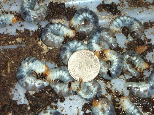 «ö¦¹¦b·sµøµ¡ÂsÄý¹Ï¤ù