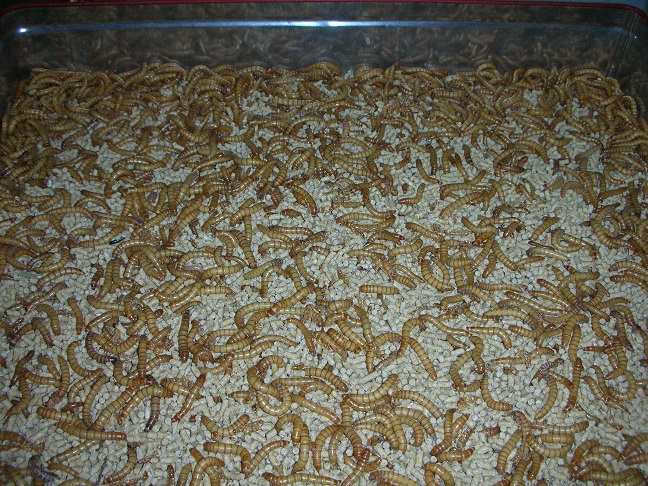 «ö¦¹¦b·sµøµ¡ÂsÄý¹Ï¤ù