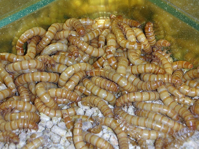 «ö¦¹¦b·sµøµ¡ÂsÄý¹Ï¤ù