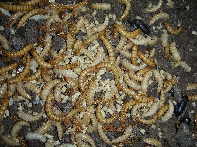 «ö¦¹¦b·sµøµ¡ÂsÄý¹Ï¤ù