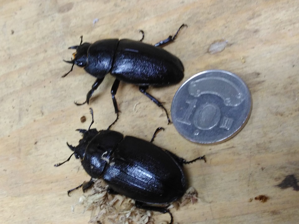 «ö¦¹¦b·sµøµ¡ÂsÄý¹Ï¤ù